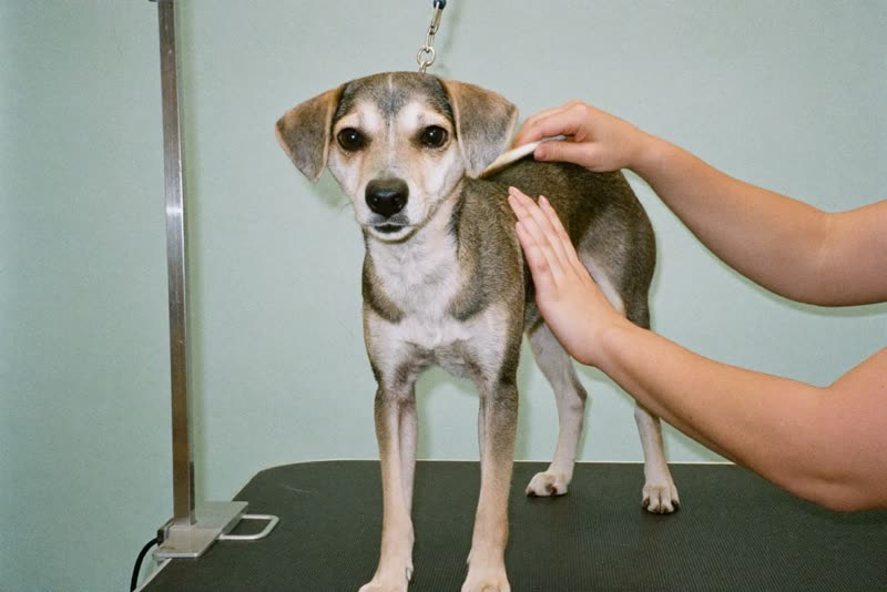 A dog standing on a grooming table, hands steadying and combing its coat