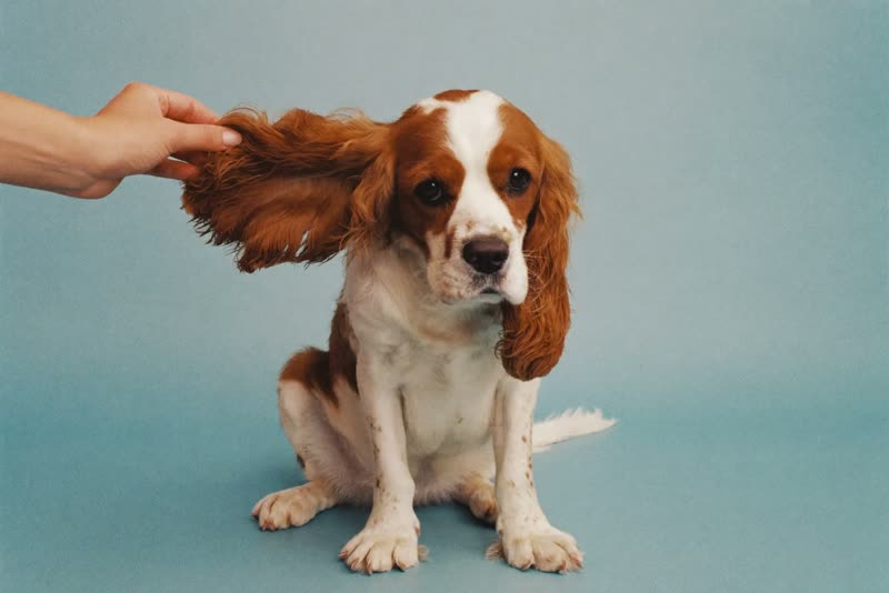 A spaniel sitting still while its ear is checked