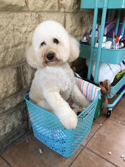 A freshly groomed white poodle-type dog sitting in a turquoise basket beside the grooming trolley