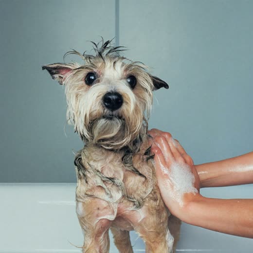 A small terrier being shampooed in the bath, groomer's hands working the coat