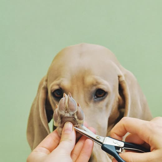 A dog's paw held in a hand while its nails are clipped