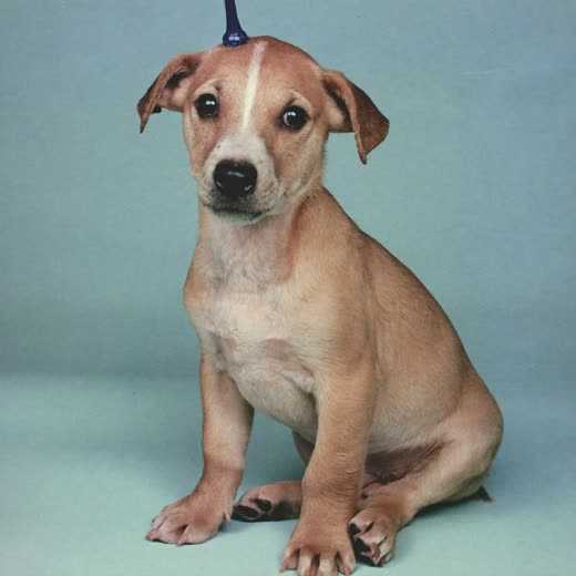 A young puppy sitting for its first groom